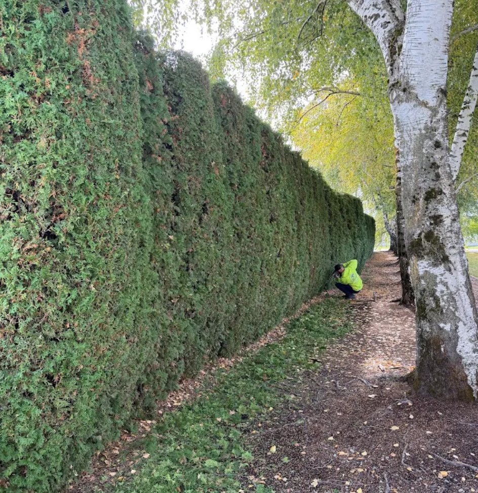 hedge trimming services post falls