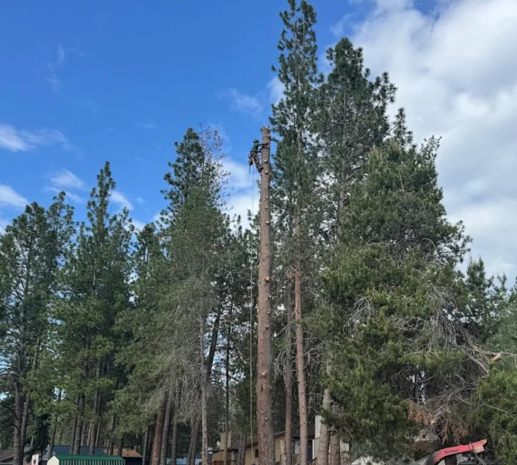 post-falls-idaho-tree-services-6.jpg