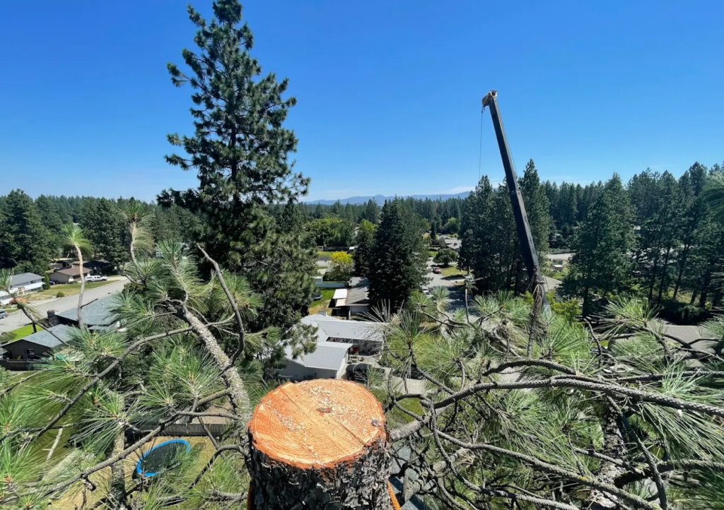 tree removal services