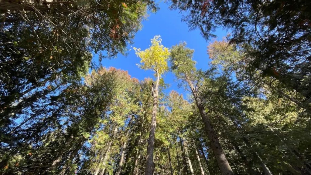 tree removal services blakes tree service spokane washington post falls idaho