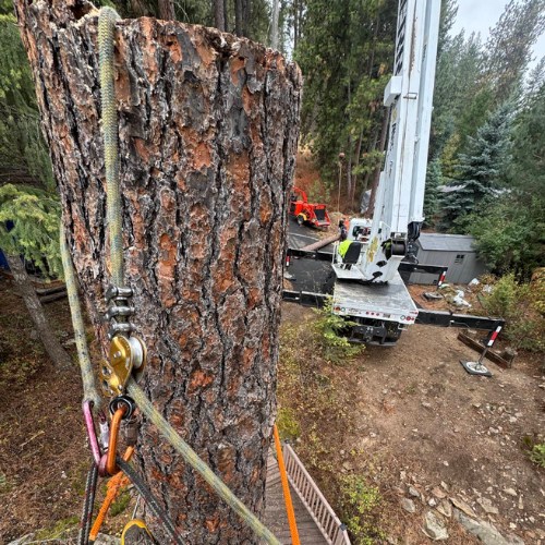 tree trimming tree pruning spokane washington - post falls idaho